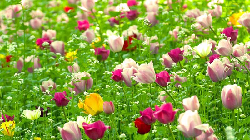 Hình nền hình ảnh cánh đồng hoa Tulip