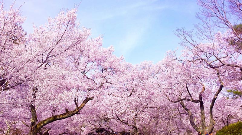 Hình nền hình ảnh hoa anh đào Nhật bản đẹp nhất