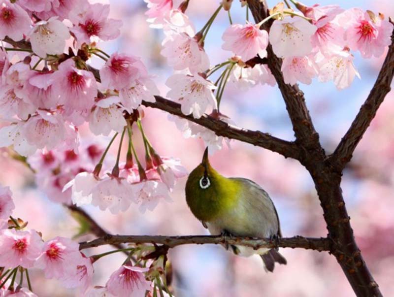 Hình nền hình ảnh hoa anh đào Nhật Bản mang vẻ đẹp tinh khôi đẹp nhất