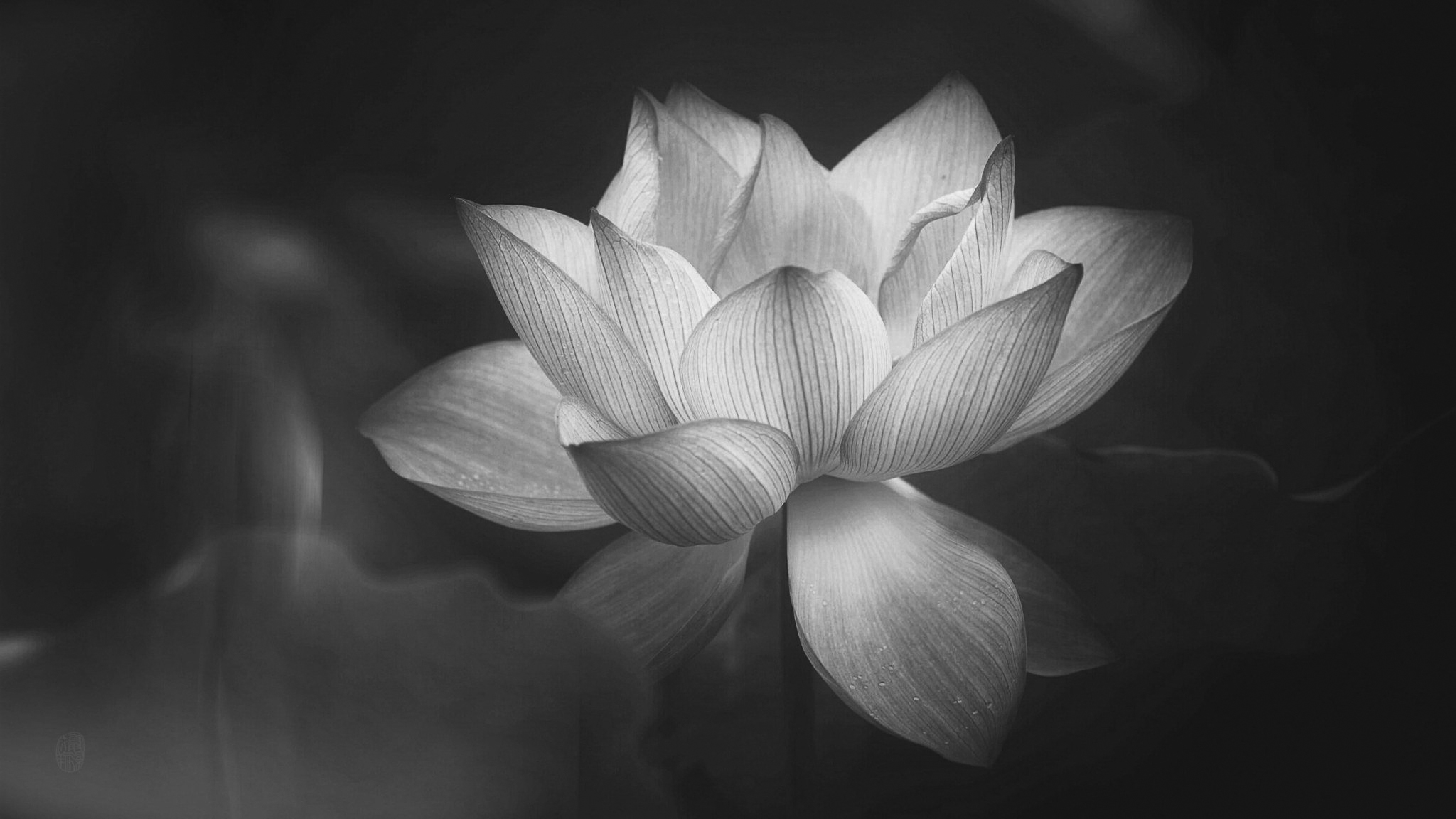 Hình nền hoa sen trắng đen cực đẹp
