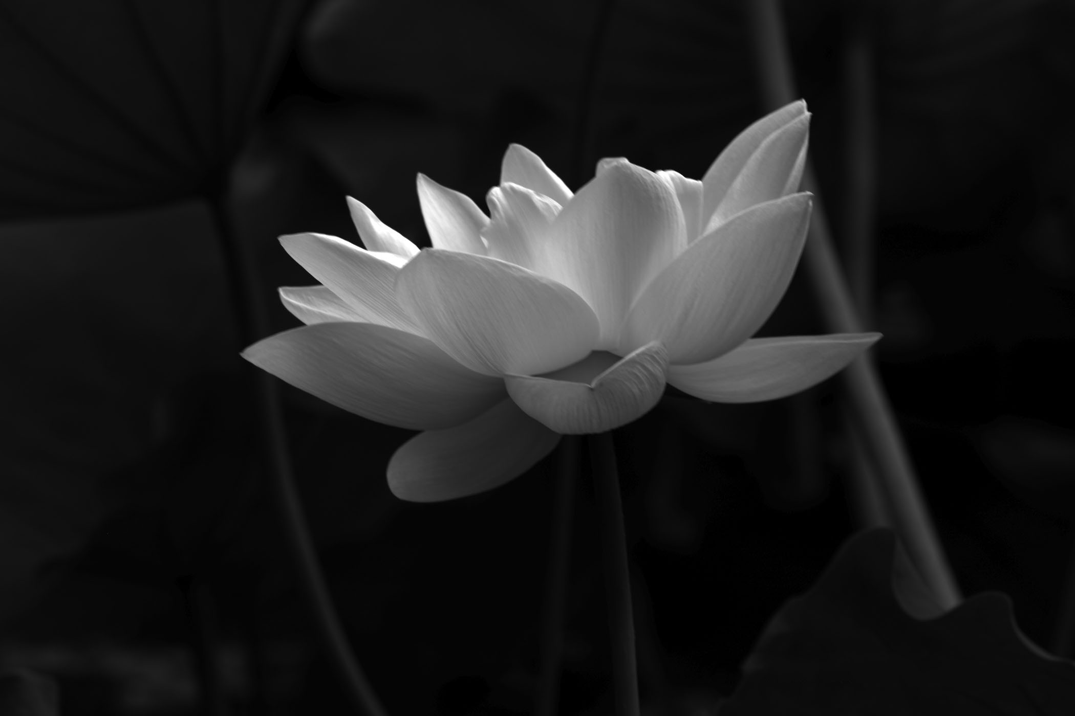 Hình nền hoa sen trắng đen đẹp nhất