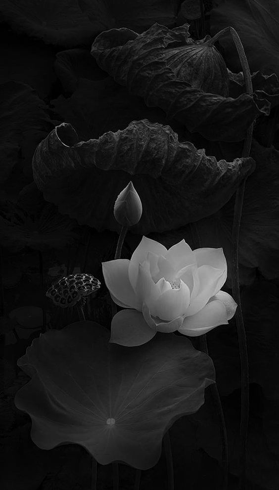 Hình nền hoa sen trắng đen đẹp xuất sắc