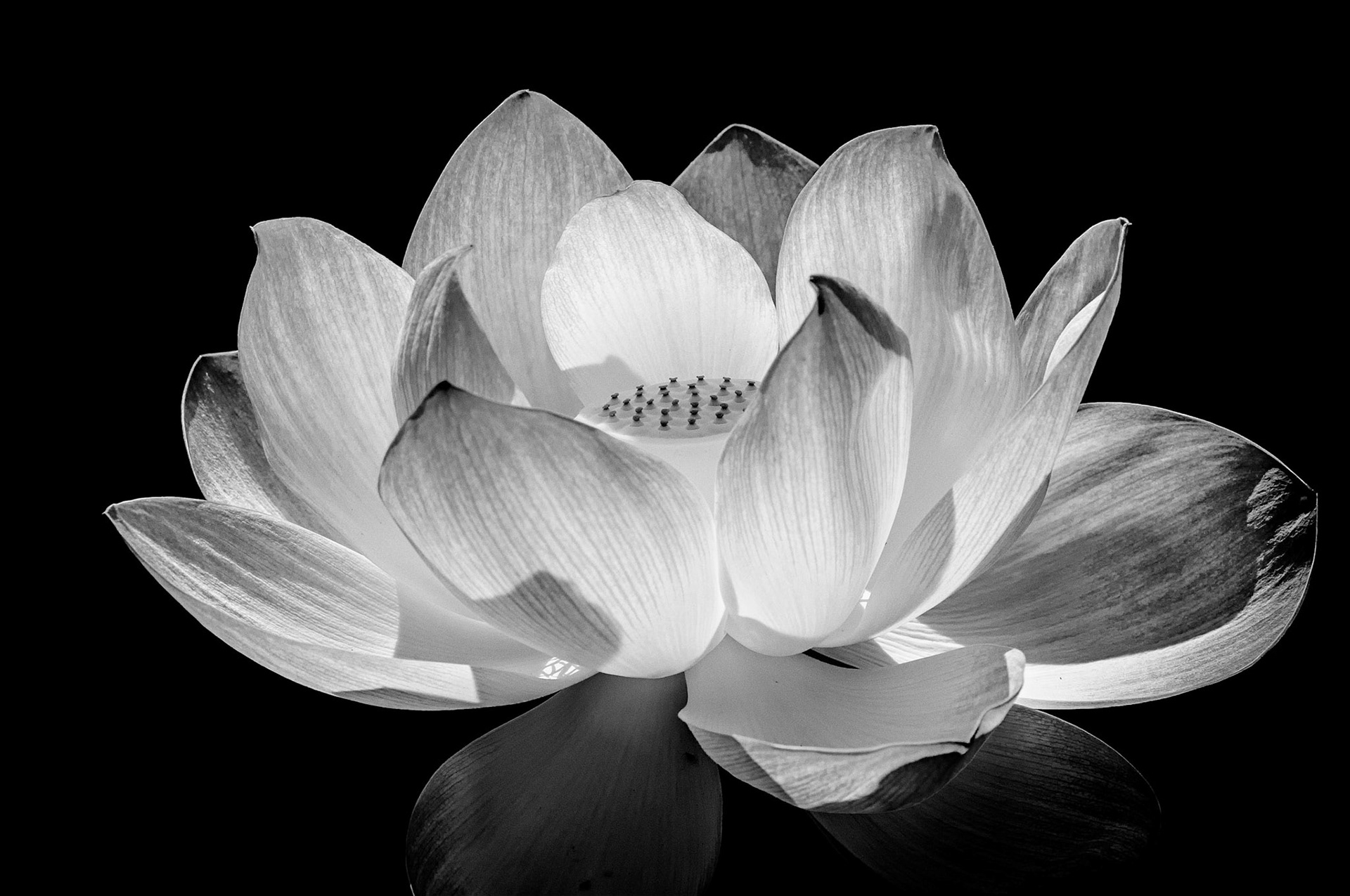 Hình nền hoa sen trắng đen đẹp
