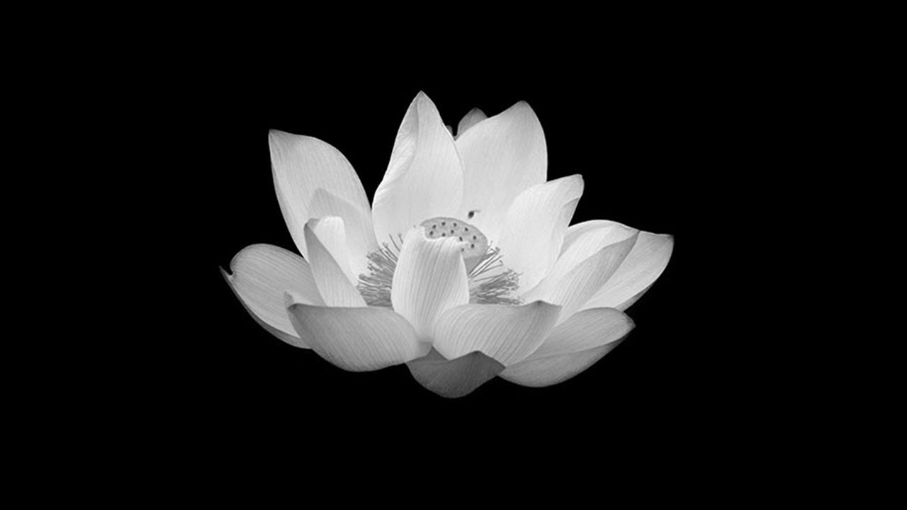 Hình nền hoa sen trắng đen HD