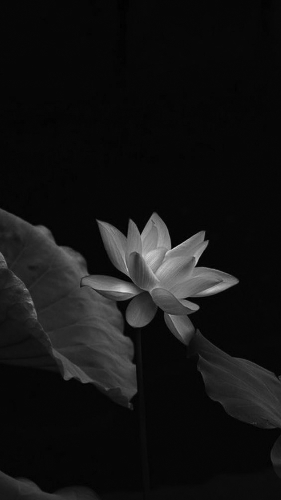 Hình nền hoa sen trắng đen lung linh đẹp nhất