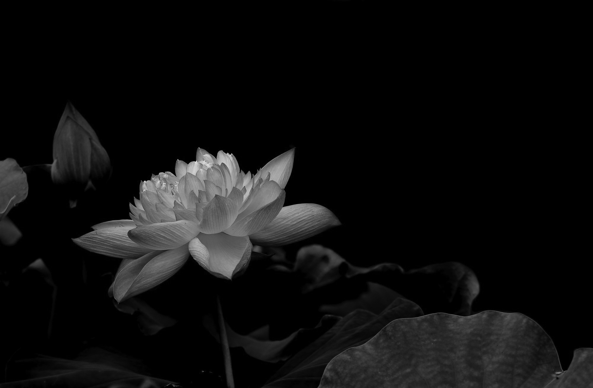 Hình nền hoa sen trắng đen tuyệt đẹp