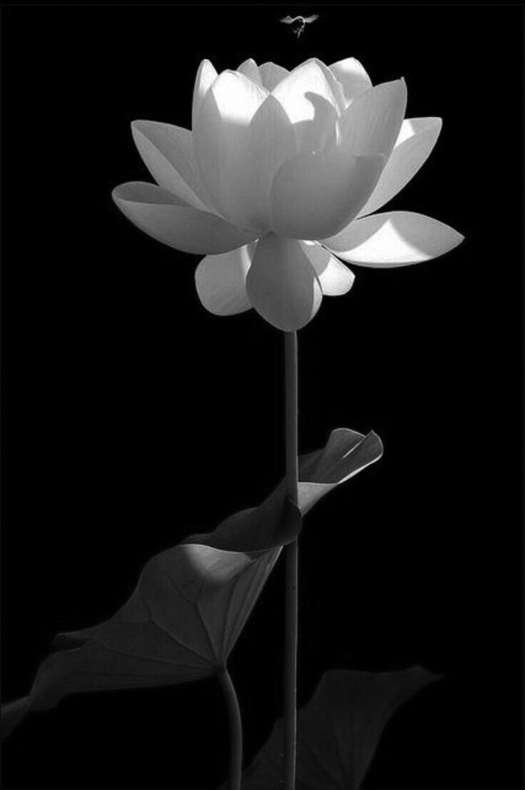 Hình nền hoa sen trắng đen