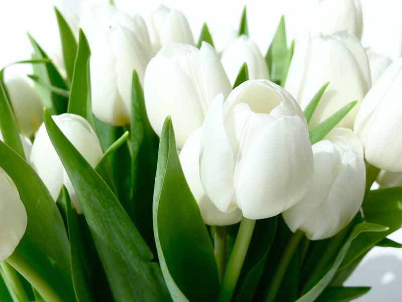 Ho tulip trắng hình ảnh đẹp nhất