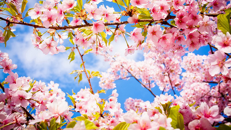 Hoa anh đào Nhật Bản hình ảnh trang trí đẹp nhất