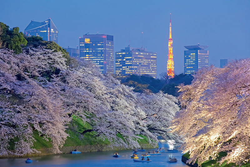 Hoa anh đào ở Nhật bản về đêm