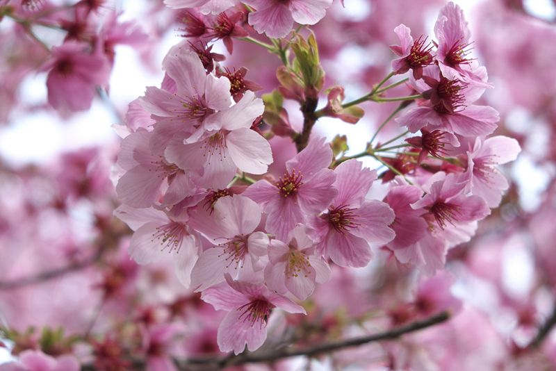 Hoa anh đào - Quốc hoa Nhật Bản