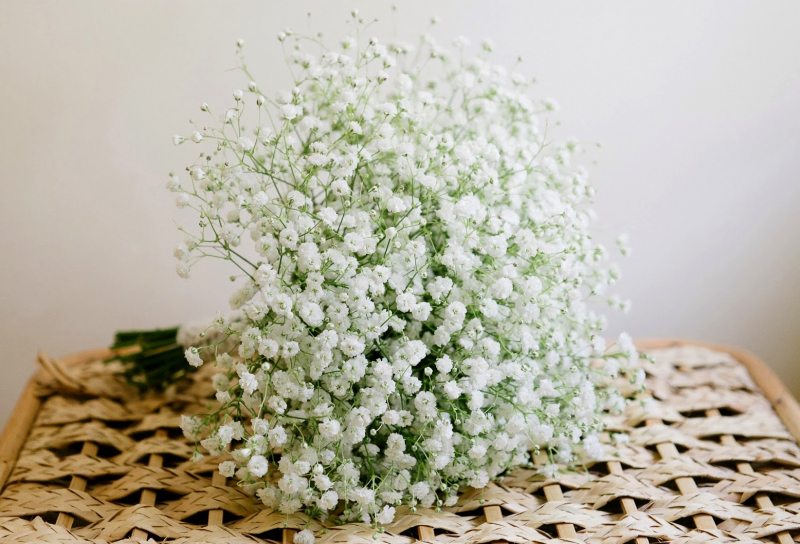Hoa Baby trắng tinh khôi, lựa chọn hoàn hảo trong ngày lễ tình yêu