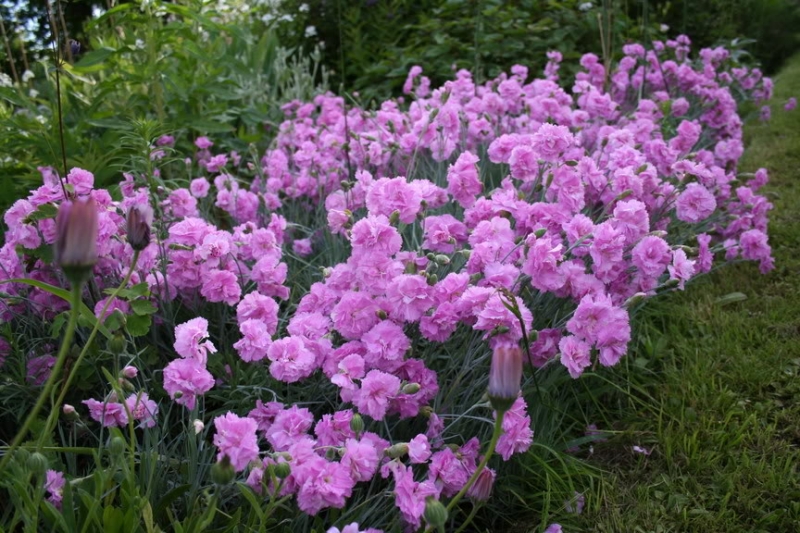 Hoa cẩm chướng với sắc tím nhẹ nhàng