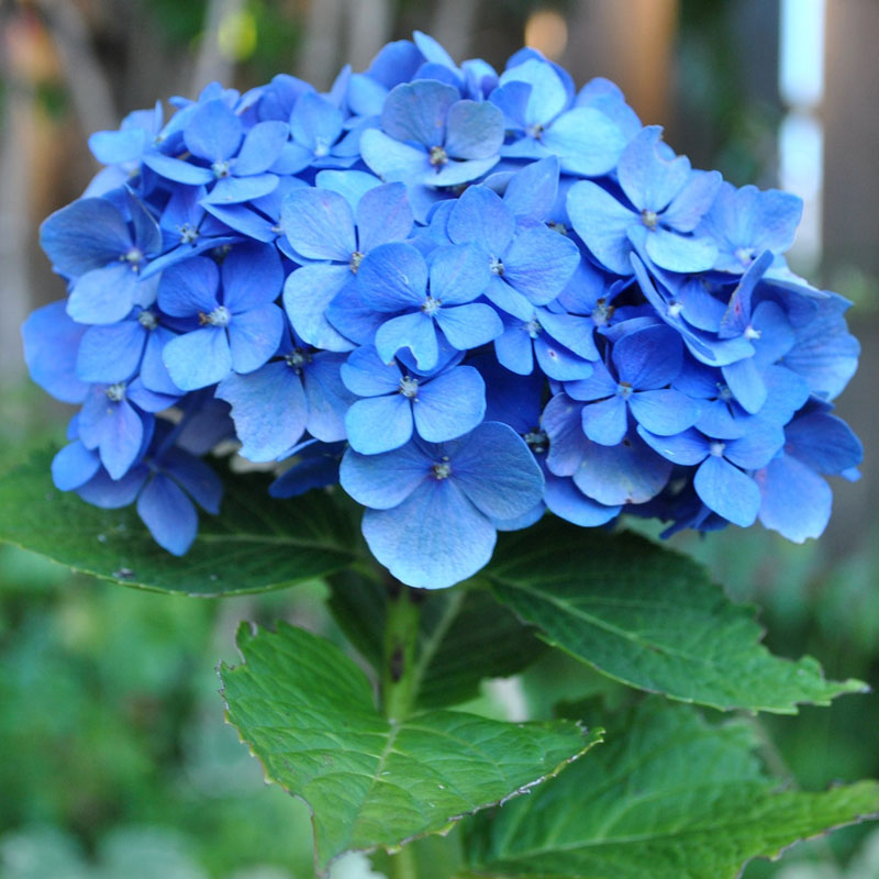 Hoa Cẩm Tú Cầu màu xanh cực đẹp