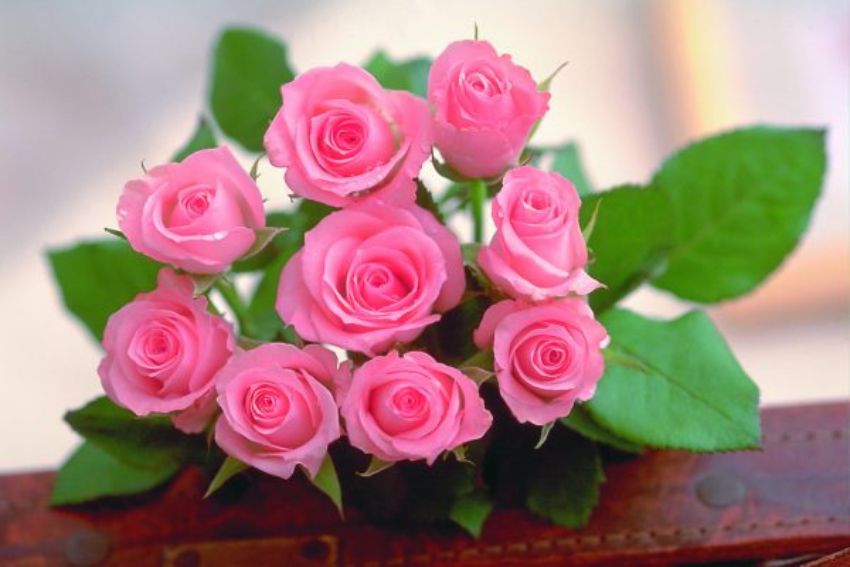 Hình ảnh những bông hoa hồng đẹp tự nhiên  Hoa Nguyệt Hỷ
