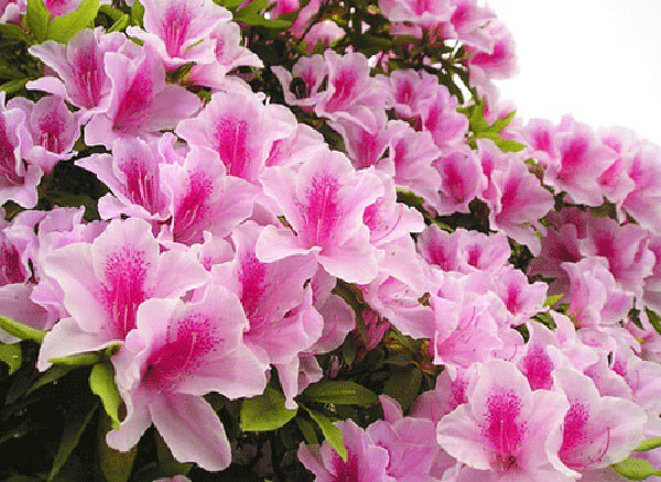 Hoa đỗ quyên - Quốc hoa Nepal