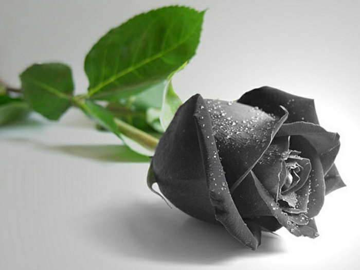 Hình ảnh hoa hồng đen là một điều tuyệt vời để thể hiện sự mạnh mẽ, bí ẩn và quyến rũ. Những bông hoa đen trong ảnh nổi bật giữa những bông hoa khác màu sắc, tạo nên sự đột phá và khác biệt đặc biệt. Đây là một tác phẩm nghệ thuật thật sự đầy lôi cuốn.