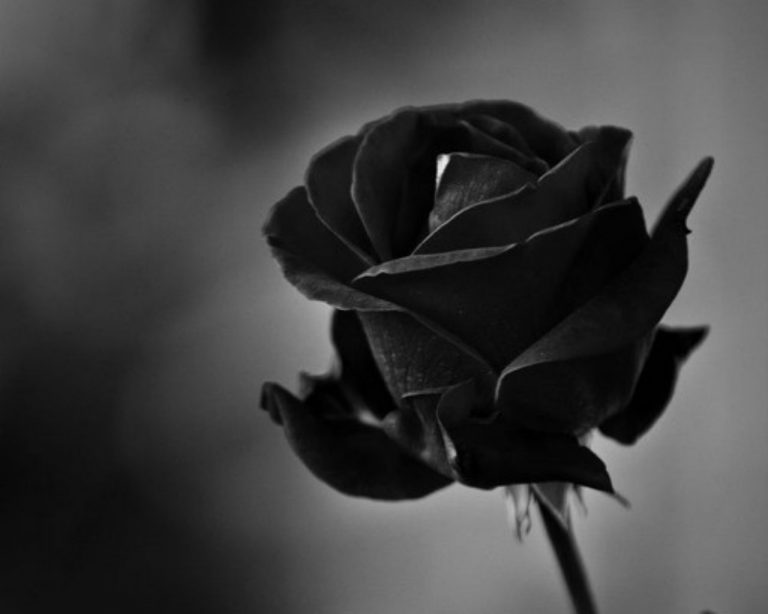 Hình hoa hồng đen trên nền đen sắc nét tạo ra một màn hình đen huyền bí với vẻ đẹp cổ điển và quý phái. Hãy đắm chìm trong hình ảnh của chúng để cảm nhận được sự đặc biệt và tinh tế của loại hoa này.