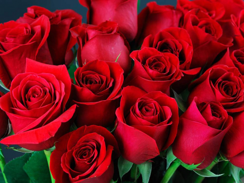 Hoa hồng là loại hoa phổ biến với nhiều người