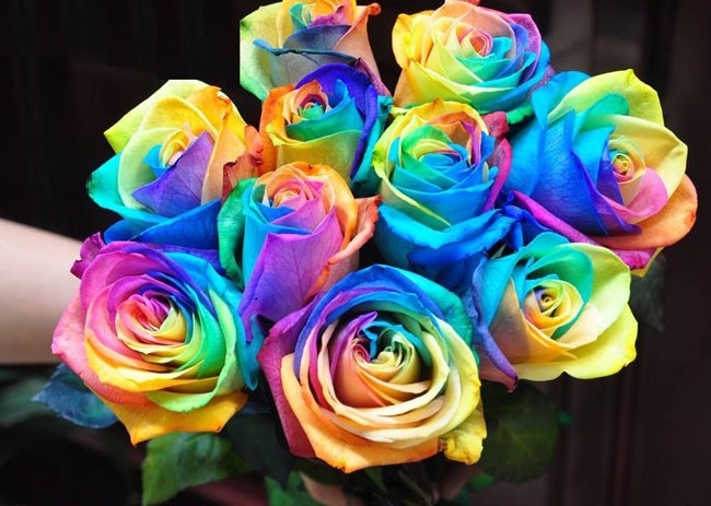 Hoa hồng 7 màu là lời yêu thương chân thành của hạnh phúc và tình yêu