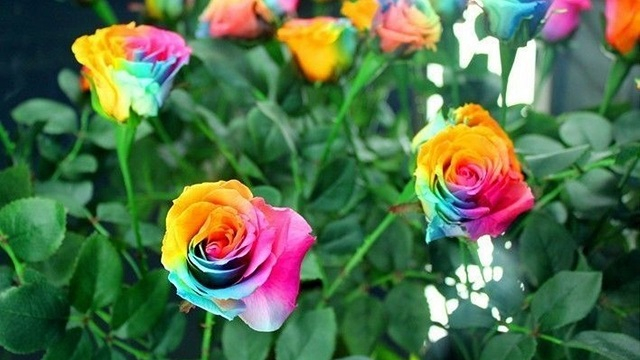 Hoa hồng 7 màu