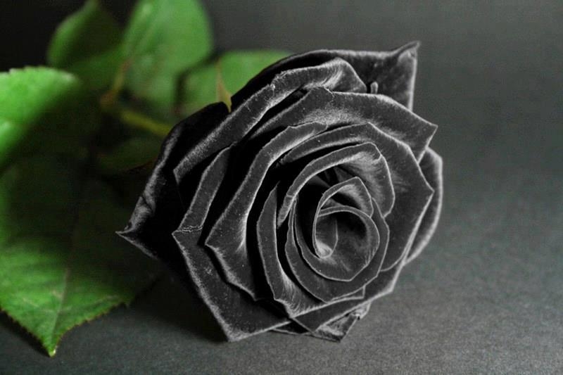 Hoa hồng đen gắn liền về cái chết và sựu thù hận