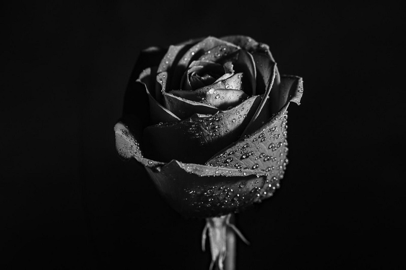 Hoa hồng đen