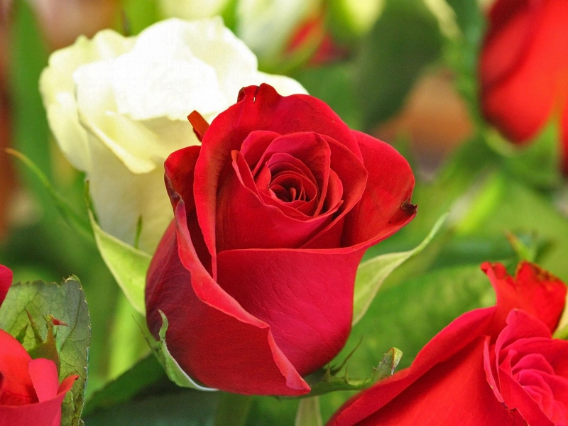 Hoa hồng đỏ được xem như là vua các loài hoa