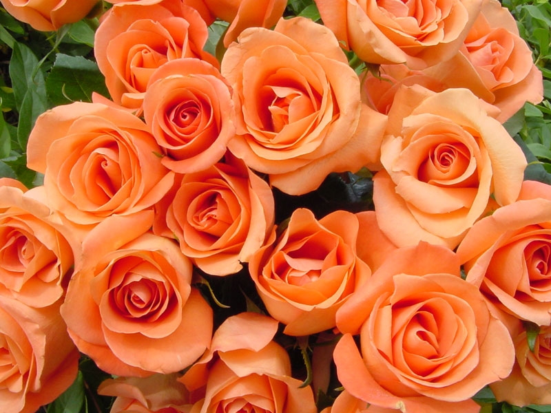 Hoa hồng màu cam mang lại cảm giác ấm cúng