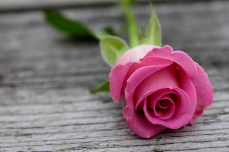 Hoa hồng màu hồng cho ta cảm giác nhẹ nhàng và đầy thanh thản