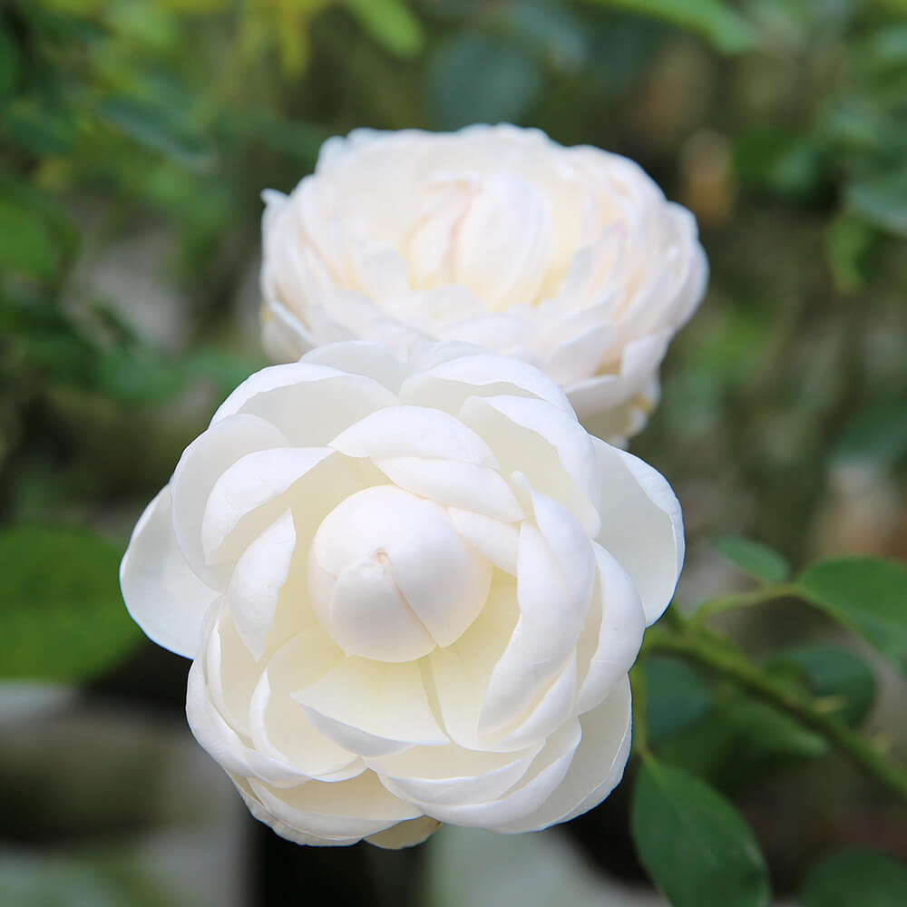 Hoa hồng ngại màu trắng rất đẹp