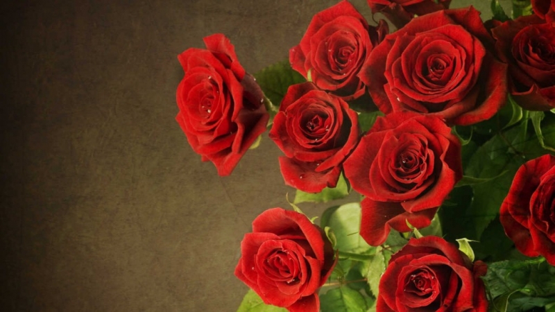 Hoa hồng nhung với sắc đẹp tuyệt diệu