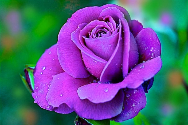 Hoa hồng tím lại tượng trưng cho tình yêu từ cái nhìn đầu tiên