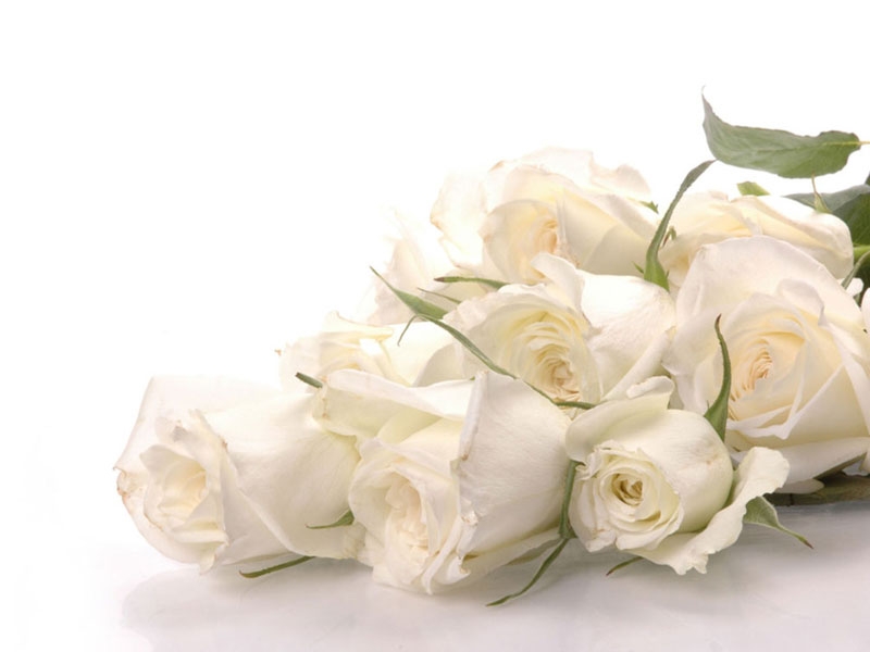Hoa hồng trắng biểu tượng sự ngây thơ, trong trắng, chưa bị vấy bẩn