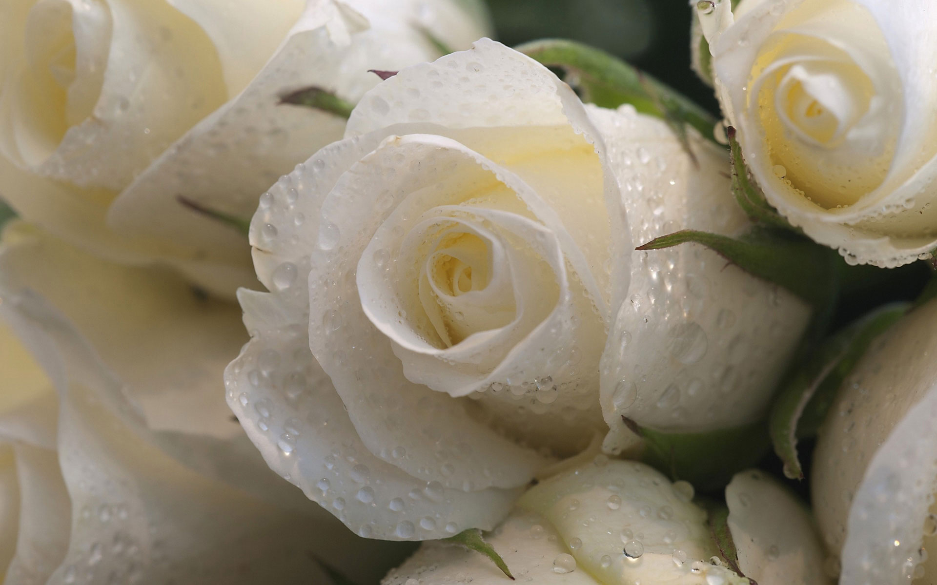 Hoa hồng trắng đọng nước cực xinh