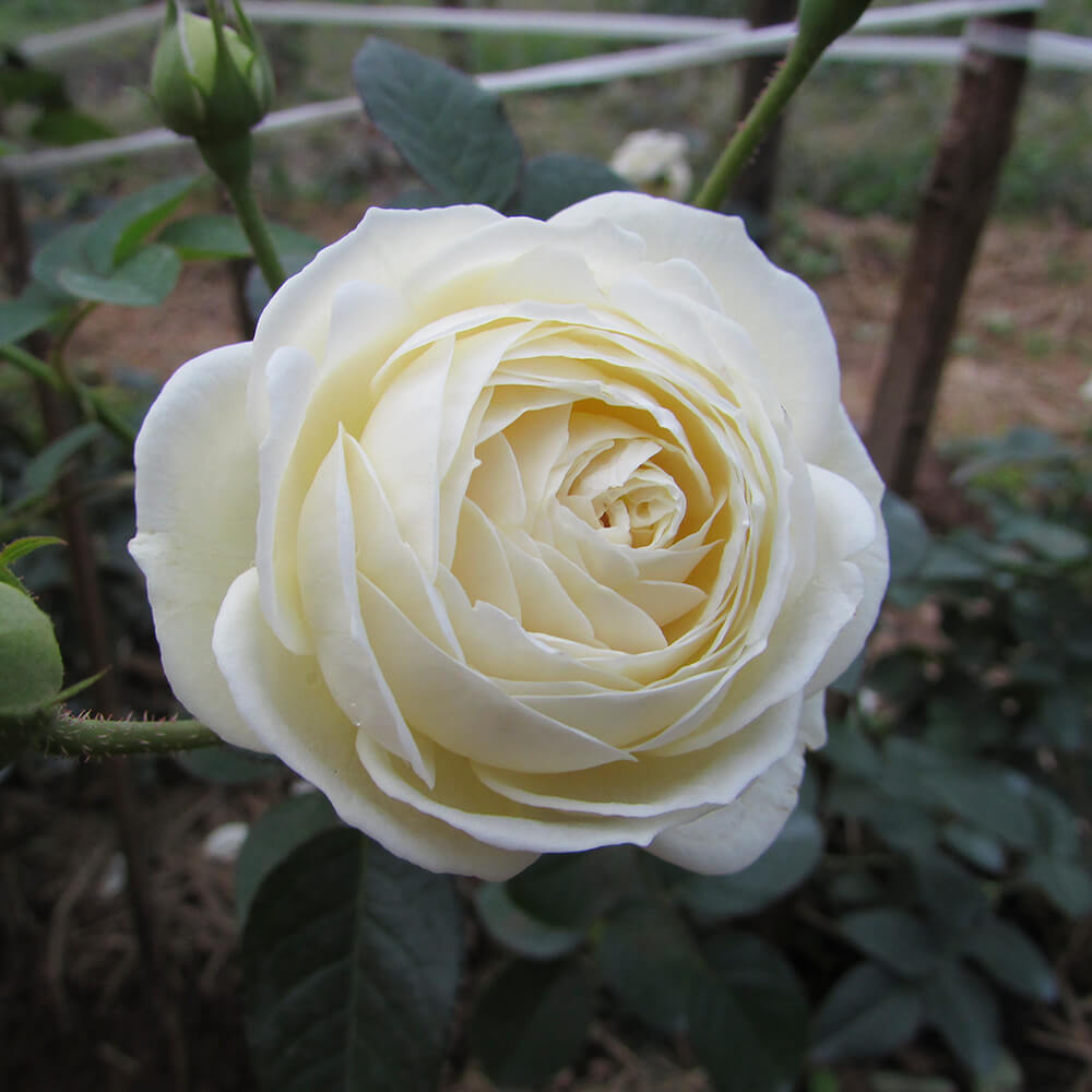 Hoa hồng trắng Đức cực đẹp