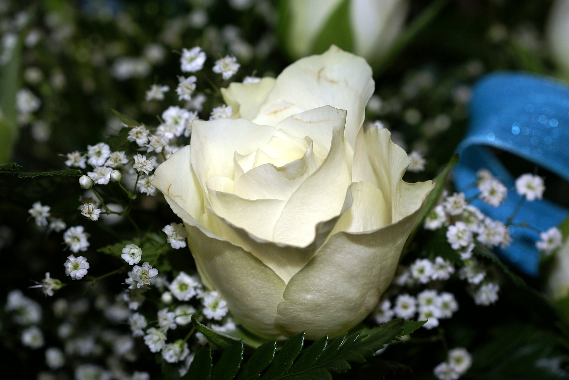 Hoa hồng trắng dùng để tặng ai