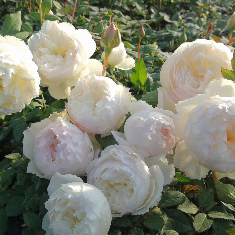 Hoa hồng trắng Nhật trồng trong vườn