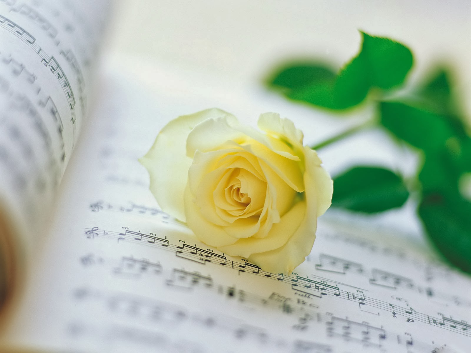 Hoa hồng trắng trên tập âm nhạc