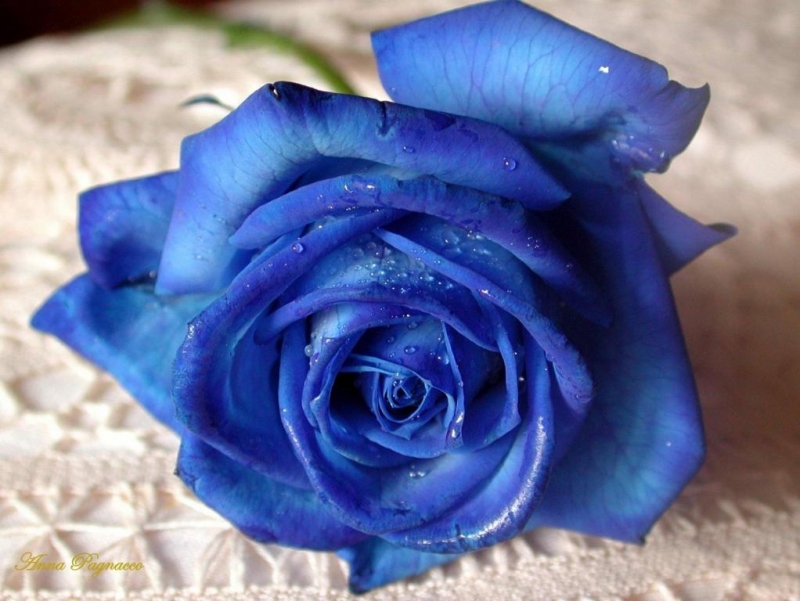 Hoa hồng màu xanh mang một ý nghĩa về sự vĩnh cửu và quý hiếm