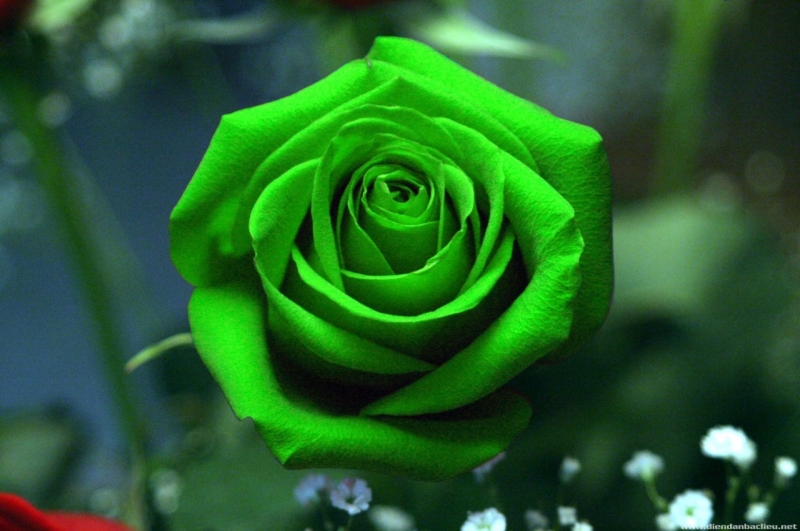 Hoa hồng xanh lá cây đem lại cảm giác mát mẻ và cực sảng khoái