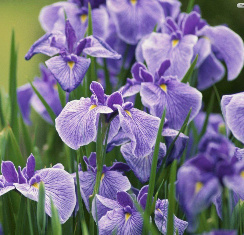 Hoa Iris - Quốc hoa của Pháp