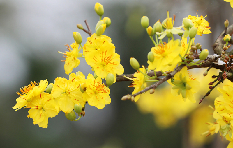Hoa mai là loại hoa đặc trưng rất quen thuộc của miền Nam