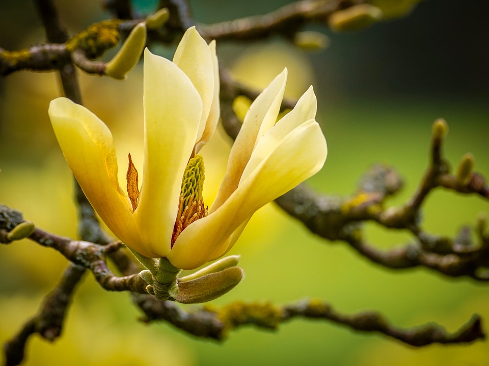 Hoa mộc Lan vàng hình ảnh đẹp nhất