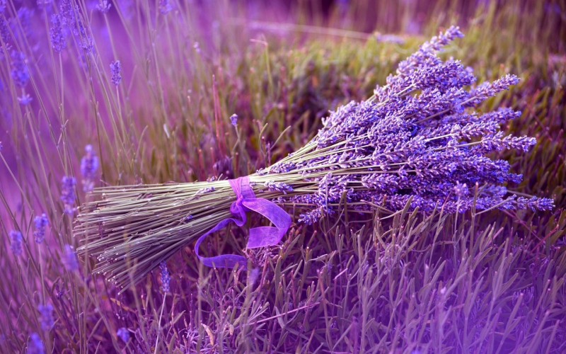 Oải hương tím lãng mạn, loài hoa nổi tiếng của nước Pháp xinh đẹp