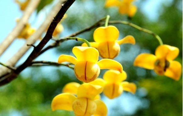 Hoa Rumdul - Quốc hoa Campuchia