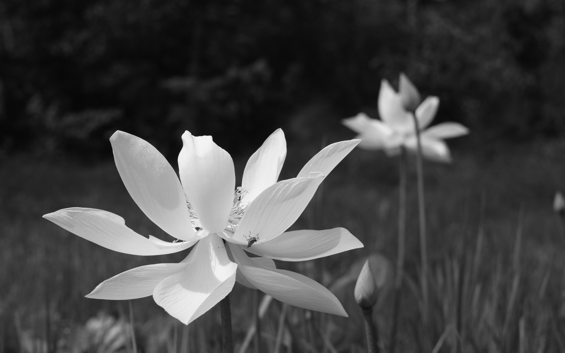 Hoa sen trắng đen đẹp nhất