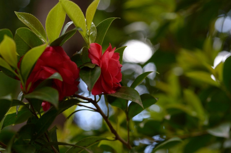 Hoa Trà đỏ Nhật Bản