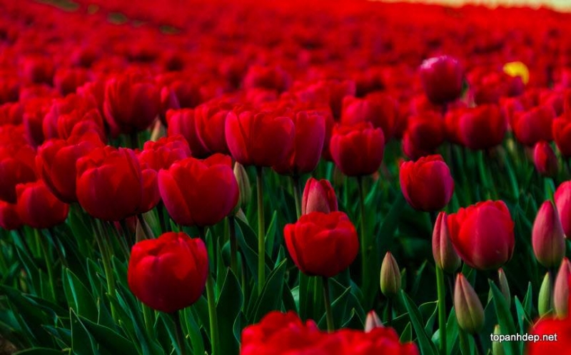 Cánh đồng hoa tulip đỏ