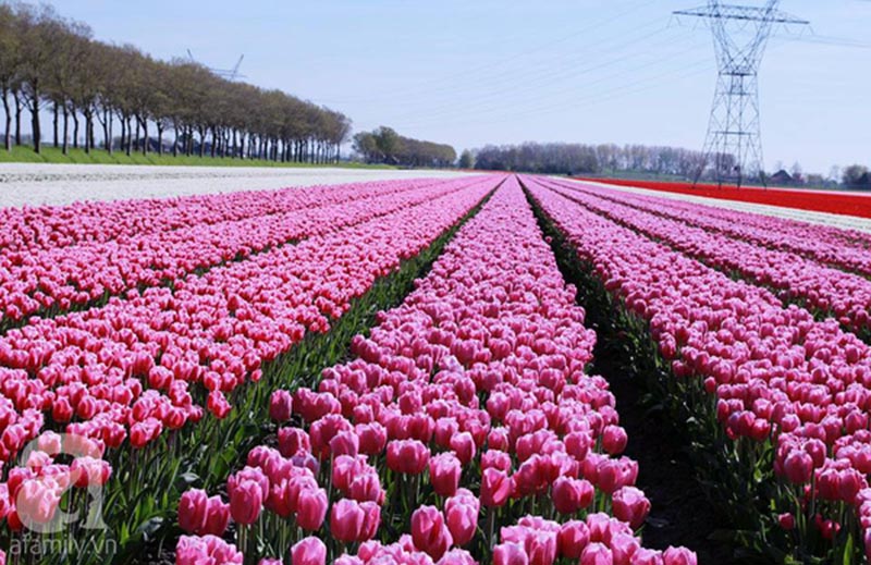 Hoa Tulip cánh đồng hoa màu hồng khoe sắc